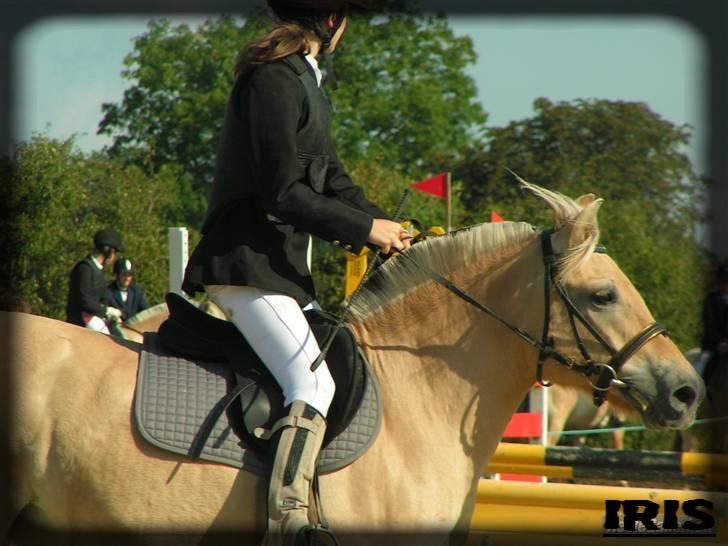 Fjordhest Iris - se lig mig =) billede 8