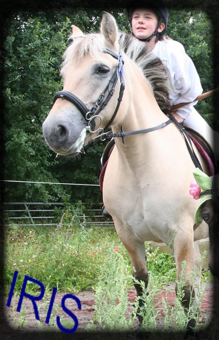 Fjordhest Iris - =) til premrie overrekelse i ringridning 1 plads billede 9