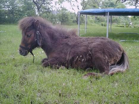 Shetlænder Lillegaard's Fugy billede 19