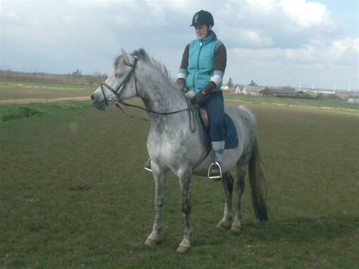 Arabisk fuldblod (OX) kentzu  Aflivet d. 30 maj - nyt den 16 april 2008 billede 12