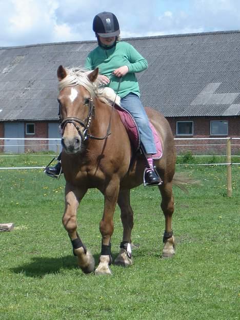 Haflinger Agent 007 - #19 Vibeke skridter ham af billede 19