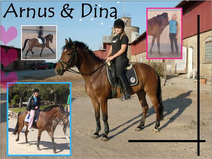 New Forest Uranus *SOLGT* - Velkommen til Uranus´ profil (:  billede 1