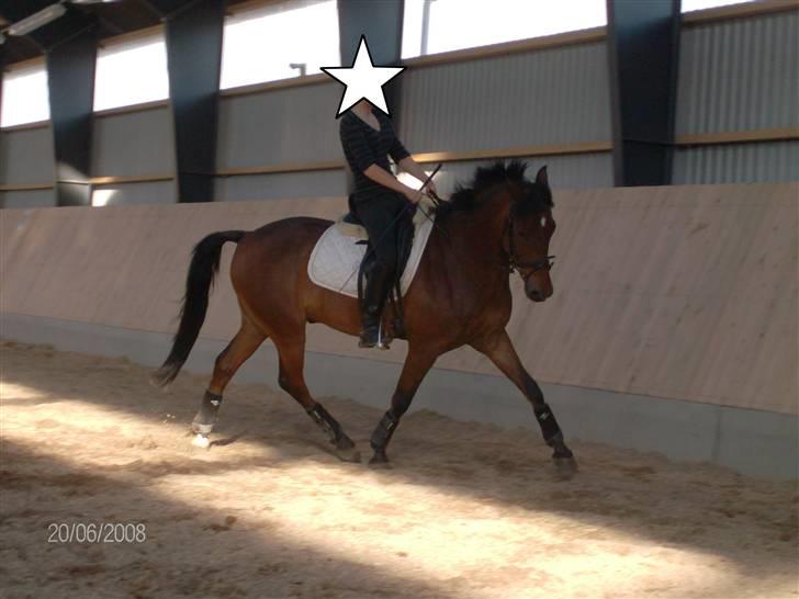 New Forest Uranus *SOLGT* - arne m. chrssi på ryggen.. fotograf; mig selv. billede 4