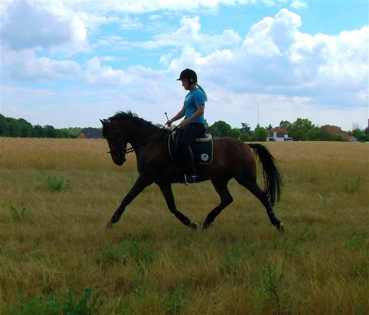 New Forest Uranus *SOLGT* - iiih, han er så dejlig (: <3 *Nyt d. 7/7 08 billede 6