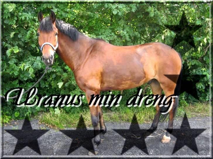 New Forest Uranus *SOLGT* - redigeret billede. (fra ridelejren) billede 7