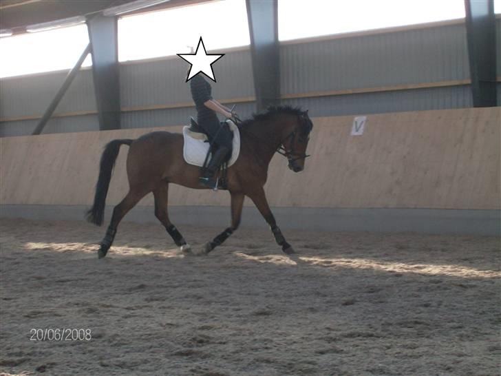 New Forest Uranus *SOLGT* - arne m. chrssi på ryggen.. fotograf; mig selv. billede 8