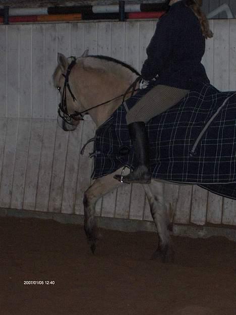 Fjordhest Majken - See..!! Jeg kan danse ballet.! billede 6