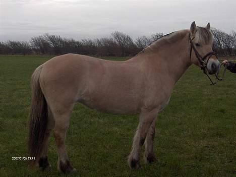 Fjordhest Majken - Endnu et flot billed af mig.. (De kan bare ikke blive grimme) billede 8