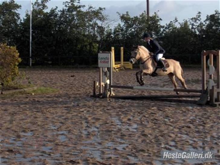 Fjordhest Majken - våd springbane i Farsø, (Katrine springer) billede 9