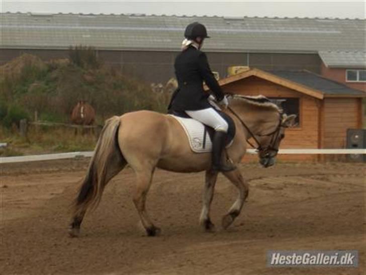 Fjordhest Majken - Jeg prøver at få hende til at søge ned. billede 12
