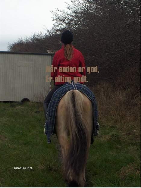 Fjordhest Majken - Som sagt  : Når enden er god, er alting godt billede 14