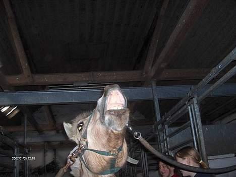 Fjordhest Majken - "her lugter godt, ny after shave.??" billede 15