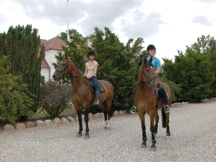 New Forest Uranus *SOLGT* - på vej til vandet m. Stine og Alladin (; *nyt d. 7/7 08 billede 9