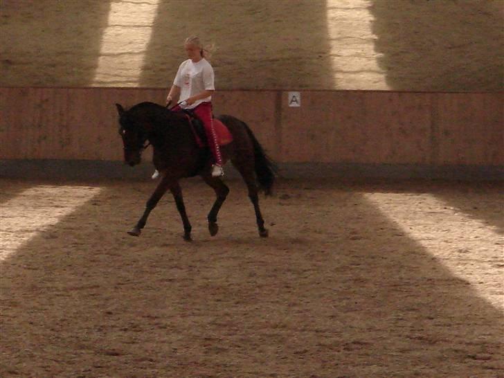 New Forest Uranus *SOLGT* - lige inden vi kørte op til allerød (: billede 10