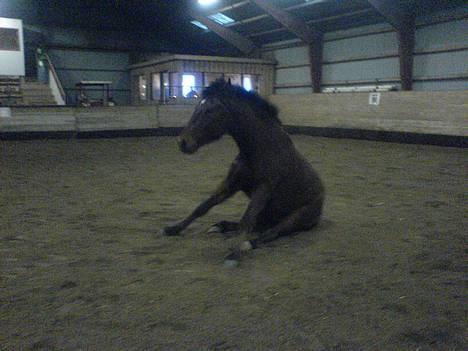 New Forest Uranus *SOLGT* - tre dage efter jeg havde fået ham (: billede 11