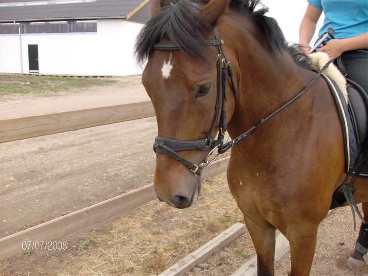 New Forest Uranus *SOLGT* - *Nyt (: d. 7/7 08 billede 12