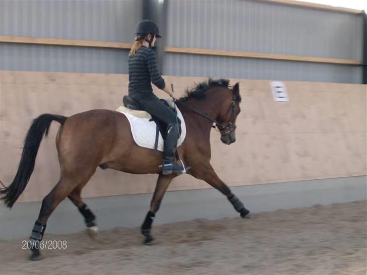 New Forest Uranus *SOLGT* - arne i fritav m. chrissi på ryggen (: fotograf; mig selv.. billede 13