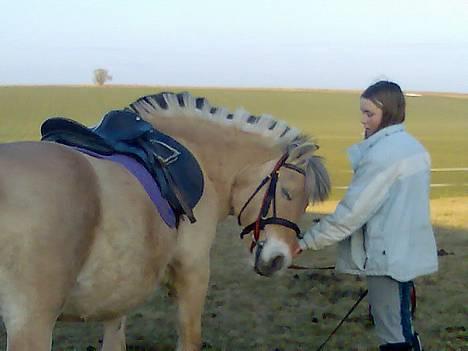 Fjordhest Skovvejens Anita ( Akita) - Elsker at nusse... :-D billede 1