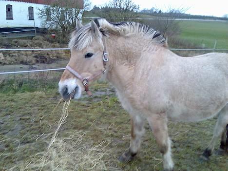 Fjordhest Skovvejens Anita ( Akita) - Dejligt Hø billede 3