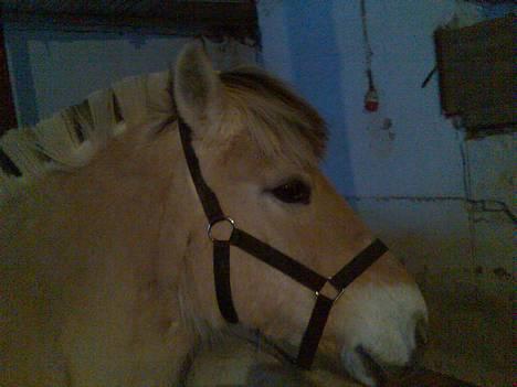 Fjordhest Skovvejens Anita ( Akita) - ja se lige mig.. billede 4