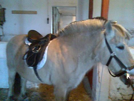 Fjordhest Skovvejens Anita ( Akita) - ja så er der jo nok ingen vej udenom! billede 5