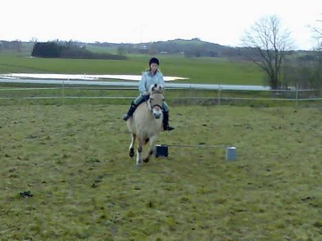 Fjordhest Skovvejens Anita ( Akita) - nej ikke springe nu! billede 6