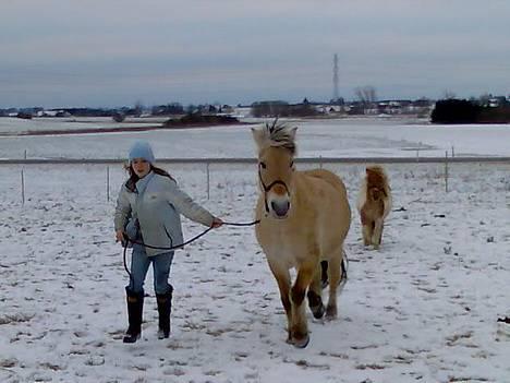 Fjordhest Skovvejens Anita ( Akita) - er ude og løbe en tur i snevejret!!! billede 7