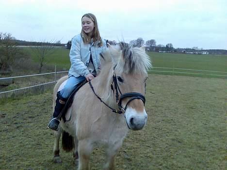 Fjordhest Skovvejens Anita ( Akita) billede 8