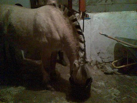 Fjordhest Skovvejens Anita ( Akita) - ja inde og få lidt aftensmad :-) billede 9