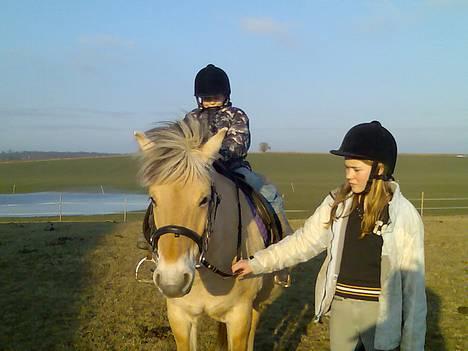 Fjordhest Skovvejens Anita ( Akita) billede 10