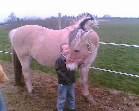 Fjordhest Skovvejens Anita ( Akita) - Patrick som Akita er hel vild med! billede 11