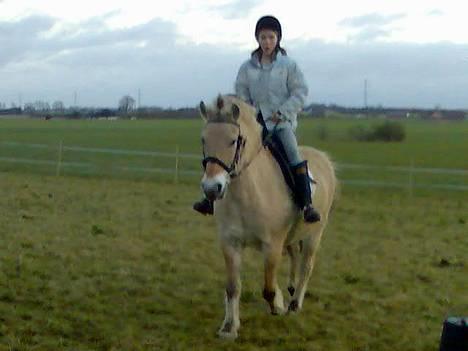 Fjordhest Skovvejens Anita ( Akita) - ude på en lille travetur billede 12