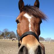 Welsh Cob (sec D) Rughavens Chivas