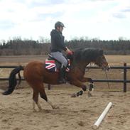 Welsh Pony af Cob-type (sec C) Gribsvads Lady Mary