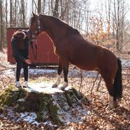 Welsh Pony af Cob-type (sec C) Gribsvads Lady Mary