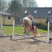 Tyroler Haflinger stuwart