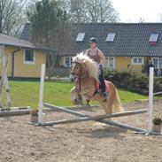 Tyroler Haflinger stuwart