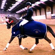 DSP Røgilds Boromir A-pony Solgt