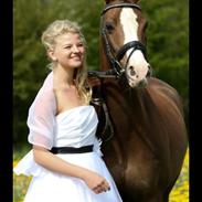 DSP Røgilds Boromir A-pony Solgt