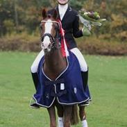 DSP Røgilds Boromir A-pony Solgt