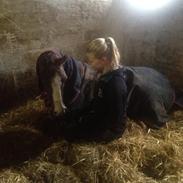 DSP Røgilds Boromir A-pony Solgt