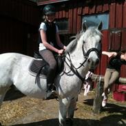 Anden særlig race Houdini<33 [min hest]