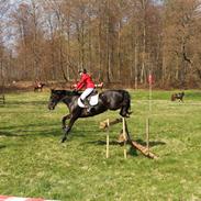 Welsh Partbred (Sec F) Chili's Zappa