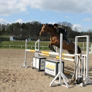 Zangersheide Gwinny Alfarvad Z