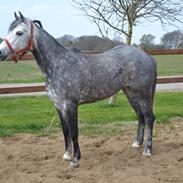 DSP Målund's Maritza