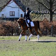 Hollandsk Sportspony Ferrari