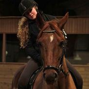 Dansk Varmblod Asterix