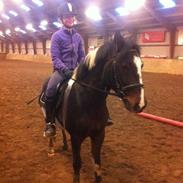 Pinto Fløjlegårds Tapdancer(Cocio)