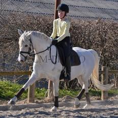 Anden særlig race Shadow