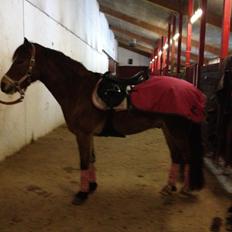 Welsh Cob (sec D) Rughavens Chivas